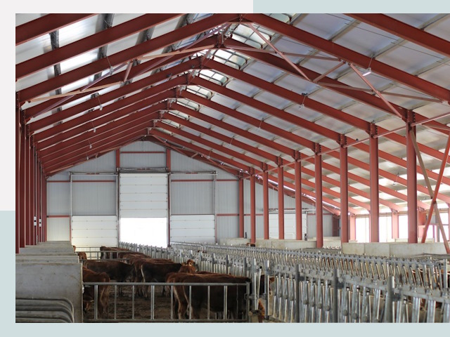 Строительство коровников в Луге