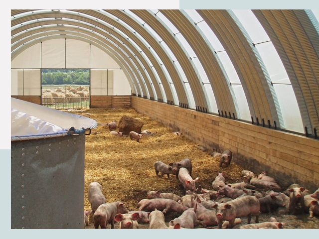 Строительство свинарников в Луге